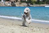 BEDLINGTON TERRIER 077